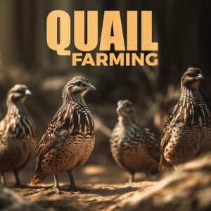 Quail Farming