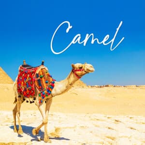 Camel