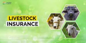 Live Stock Insurance