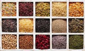 Seeds and Grains templates