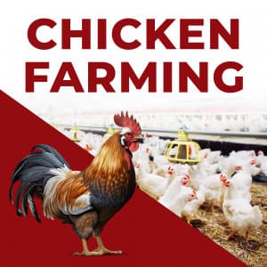 Chicken Farming