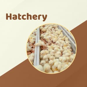 Hatchery