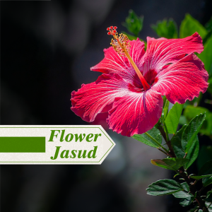 Flower- jasud