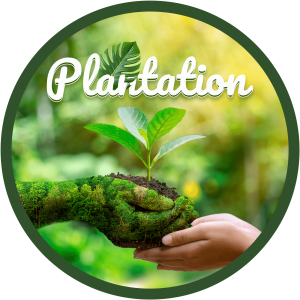 Plantation