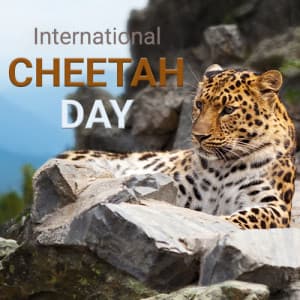 International Cheetah Day
