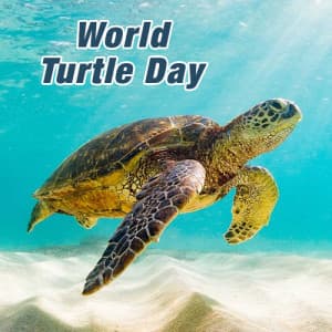 World Turtle Day