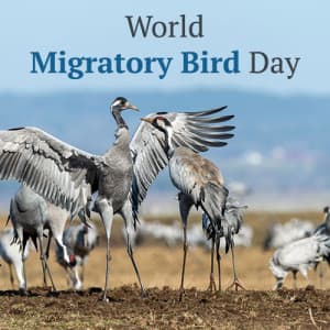 World Migratory Bird Day