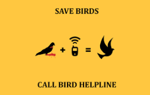 Save Birds Campaign