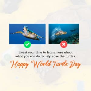 World Turtle Day festival image