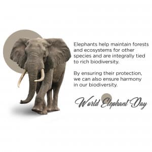 World Elephant Day festival image