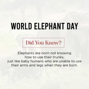 World Elephant Day advertisement banner