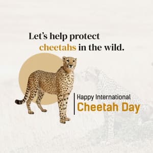 International Cheetah Day festival image