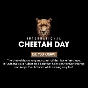 International Cheetah Day ad post