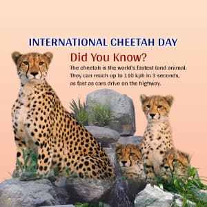 International Cheetah Day graphic