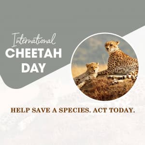 International Cheetah Day marketing flyer
