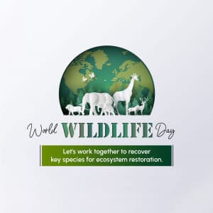 World Wildlife Day festival image