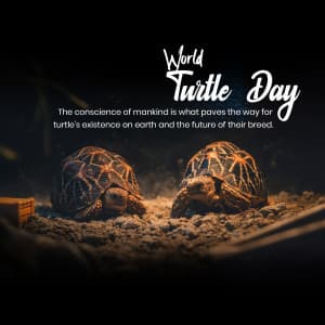 World Turtle Day ad post