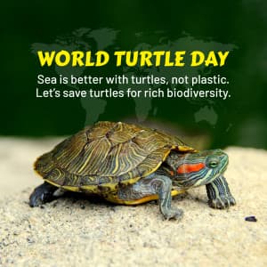 World Turtle Day graphic