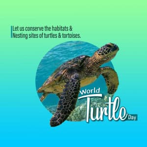 World Turtle Day Instagram Post