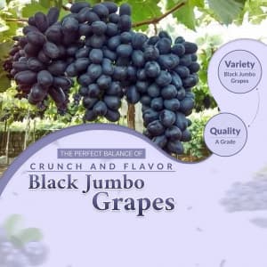 Grapes banner