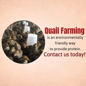 Quail Farming business image