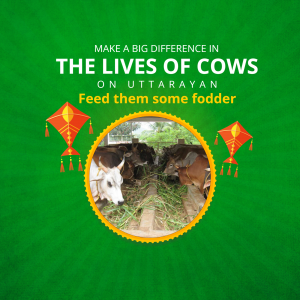 Cow Green Fodder image