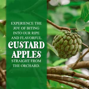 Custard Apple business image