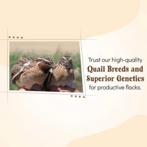 Quail Farming image