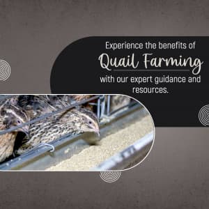 Quail Farming flyer