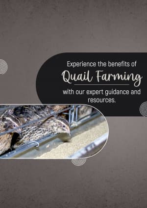 Quail Farming template