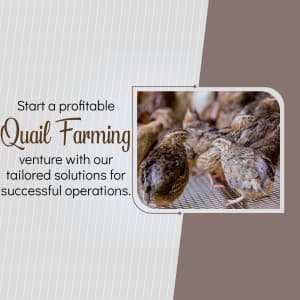 Quail Farming promotional template