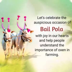 Bail Pola image