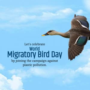 World Migratory Bird Day greeting image