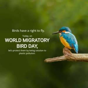 World Migratory Bird Day graphic