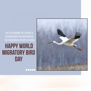 World Migratory Bird Day event advertisement