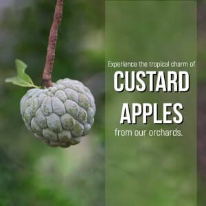 Custard Apple flyer