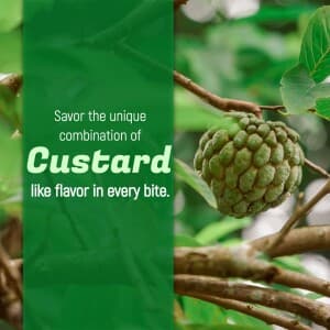 Custard Apple template