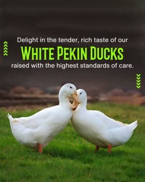 Poultry  Farm promotional post