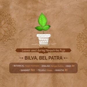 9 Leaves used during Navpatrika Puja flyer